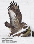 Buteo_buteo_pa223678