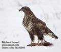 Buteo_buteo_pa223866