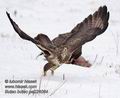 Buteo_buteo_pa224064