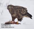 Buteo_buteo_pa224134