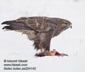 Buteo_buteo_pa224142