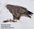 Buteo_buteo_pa224155