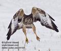 Buteo_buteo_pa224191