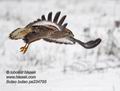 Buteo_buteo_pa224795