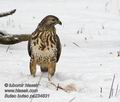 Buteo_buteo_pa224831