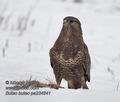 Buteo_buteo_pa224841