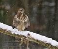 Buteo_buteo_pa224854