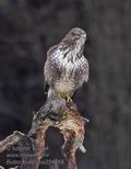 Buteo_buteo_pa234859