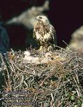 Buteo_lagopus