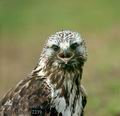 Buteo_lagopus