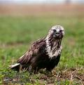 Buteo_lagopus