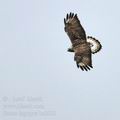 Buteo_lagopus_b2001