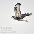 Buteo_lagopus_ba2167