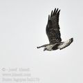 Buteo_lagopus_ba2170