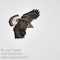 Buteo_lagopus_ba2172