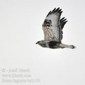 Buteo_lagopus_ba2176