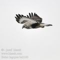 Buteo_lagopus_ba2180