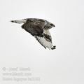 Buteo_lagopus_ba2182