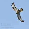 Buteo_lagopus_ba4100