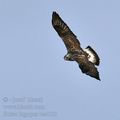 Buteo_lagopus_ba4102