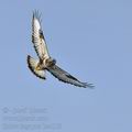 Buteo_lagopus_ba4119