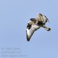 Buteo_lagopus_ba4144