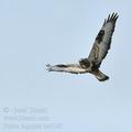 Buteo_lagopus_ba4149