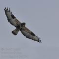 Buteo_lagopus_ba4154