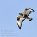 Buteo_lagopus_ba4158