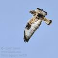 Buteo_lagopus_ba4159