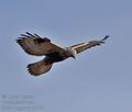 Buteo_lagopus_bn0470