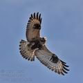 Buteo_lagopus_bn0482