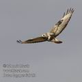 Buteo_lagopus_fa0453