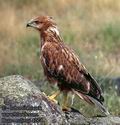 Buteo_rufinus