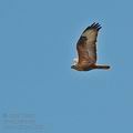 Buteo_rufinus_al0378