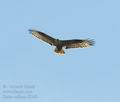 Buteo_rufinus_f3240