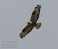 Buteo_rufinus_f4804