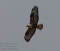 Buteo_rufinus_f4814