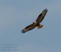 Buteo_rufinus_f4817