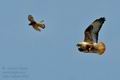 Buteo_rufinus_f4823