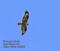 Buteo_rufinus_r999533