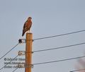 Buteo_rufinus_rb3552