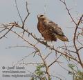 Buteo_vulpinus