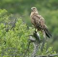 Buteo_vulpinus_ad5644