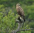 Buteo_vulpinus_ad5656