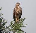 Buteo_vulpinus_ad6295