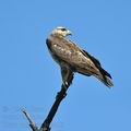 Buteo_vulpinus_ba9410