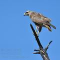 Buteo_vulpinus_ba9414