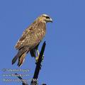 Buteo_vulpinus_ed7865