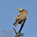 Buteo_vulpinus_fb0110